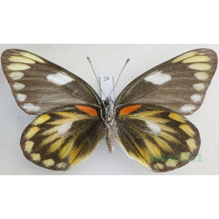 Delias zebuda Hewitson, 1862 female reverse Indonesia, Sulawesi24